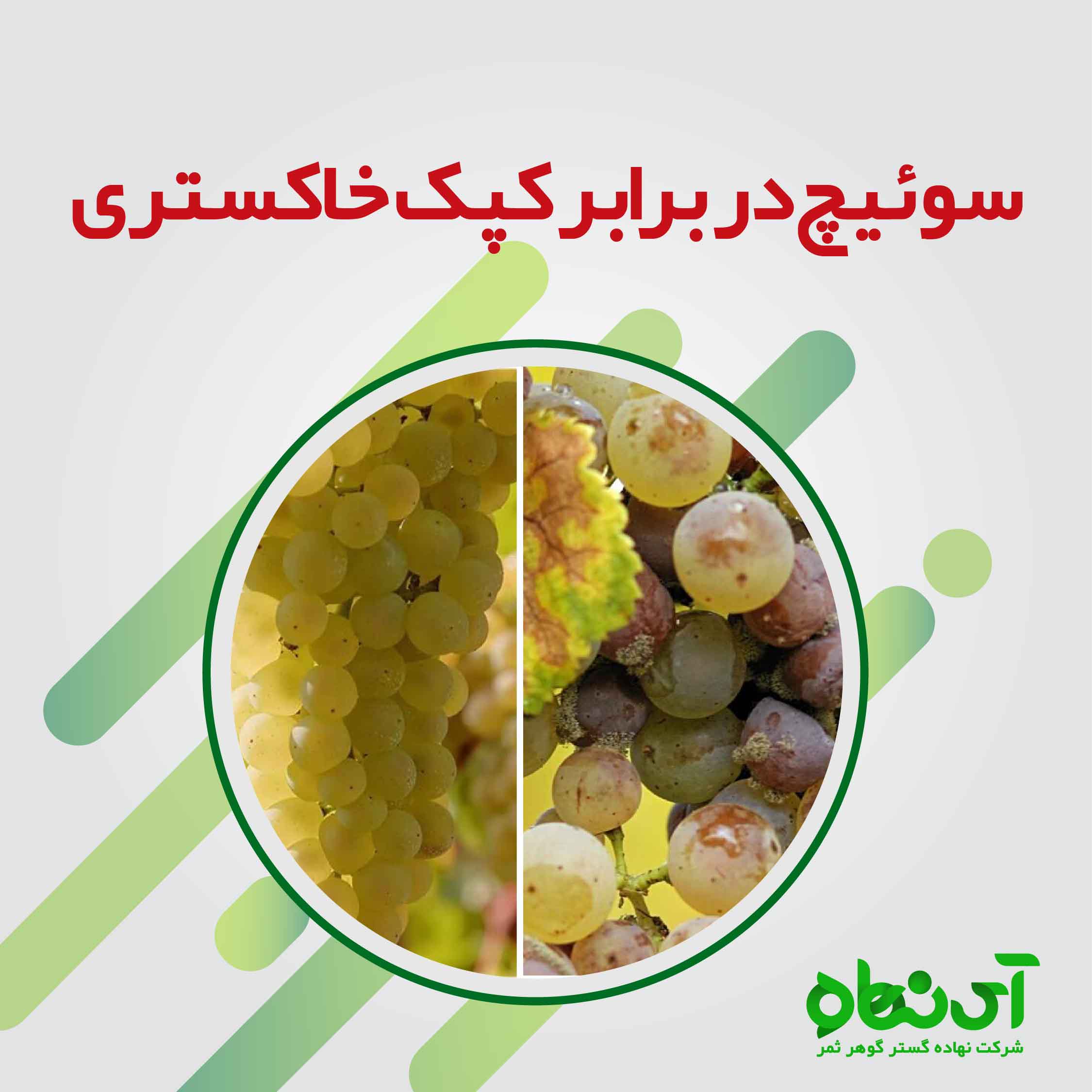 چرا باید از محصول سوئیچ سینجنتا استفاده کنیم ؟